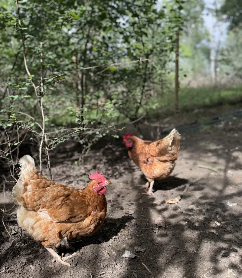 Our rescue hens in the garden