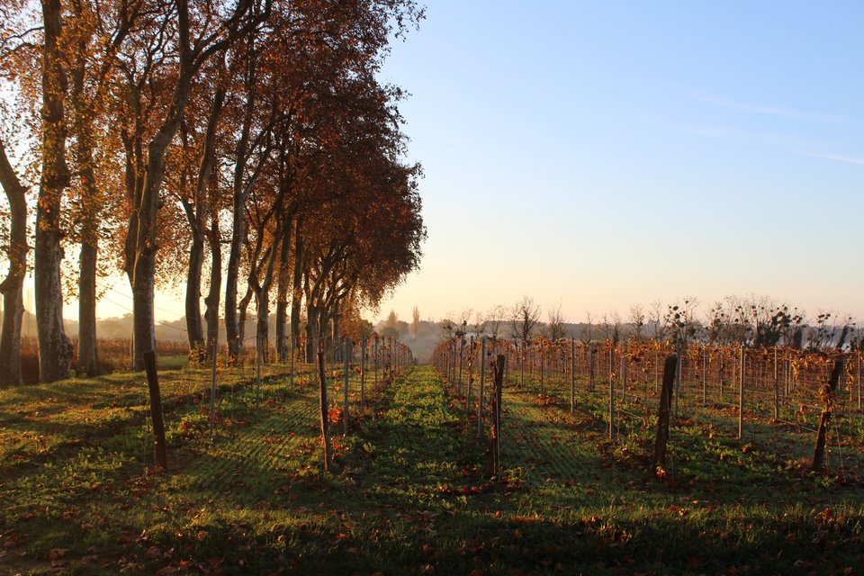 A vineyard in winter, with trees on the left with evening golden glow